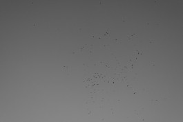 VIOLA EPLER fotografie