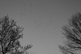 VIOLA EPLER fotografie