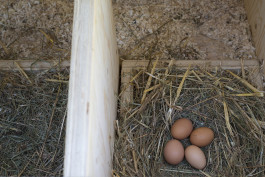 VIOLA EPLER fotografie
